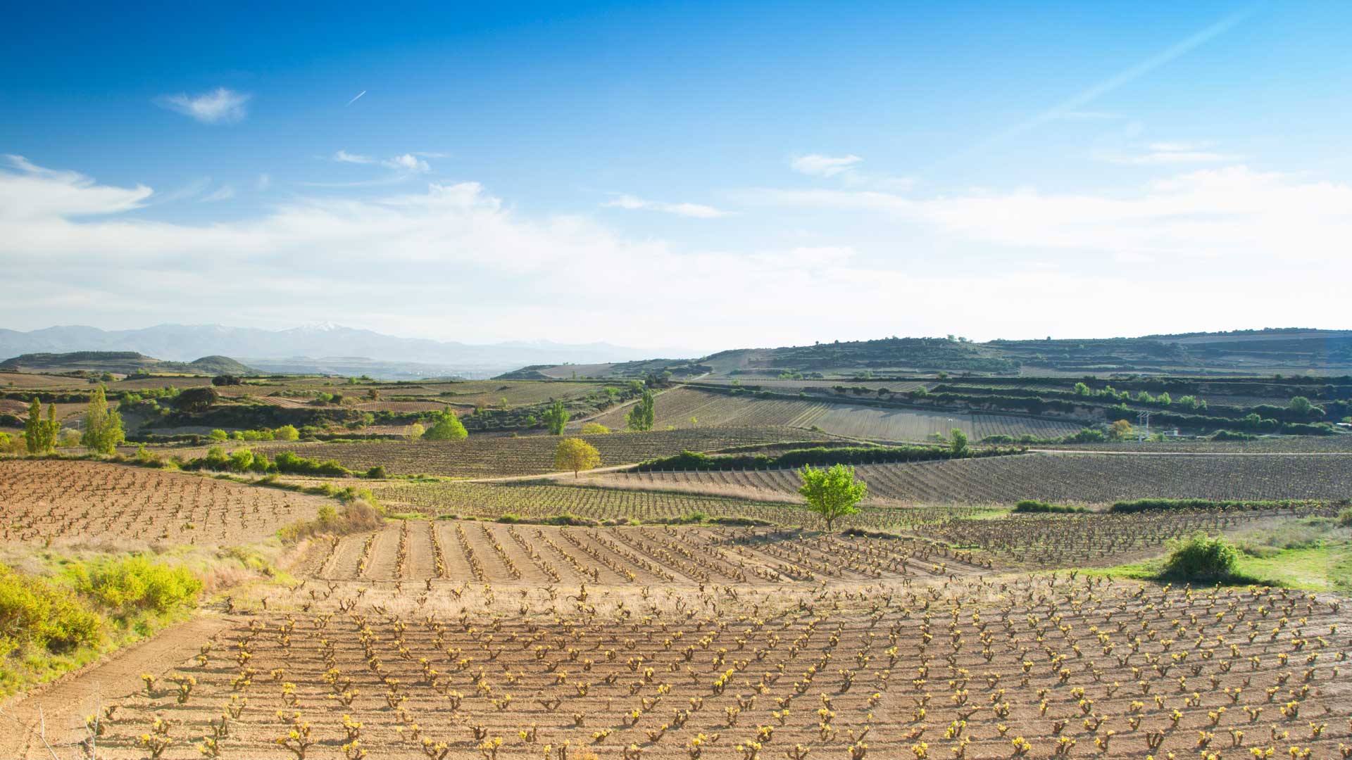 Fotografía de Jorge Comi de los viñedos de Bodegas Baigorri en Samaniego. Fotografía hecha en Mayo.